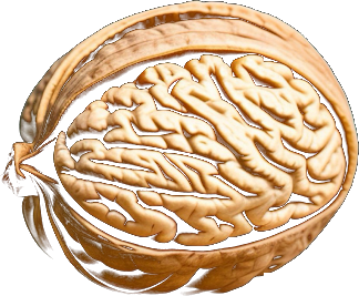 walnut
